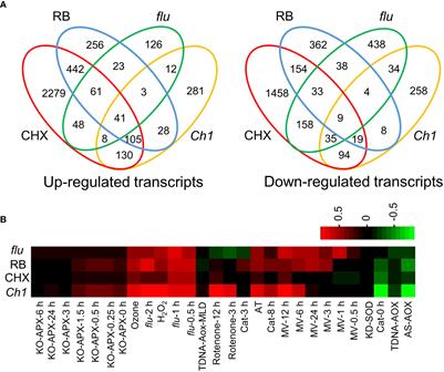 Plastid and cytoplasmic origins of 1O2-mediated transcriptomic responses